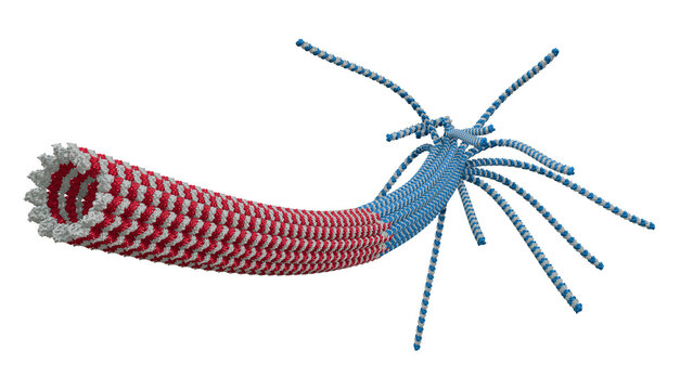 Scientific structure of Microtubule: Minus-End, GDP-Lattice, and GTP-Cap at Plus-End - Accurate cell biology 3D render.