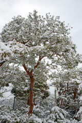 雪の赤松