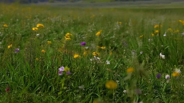 Wildflower Meadow  Highlighting Biodiversity Conceptand and Sustainable Environment