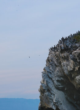 Cormorants flying and sitting on stones. The cormorant's scientific name is Phalacrocorax capillatus. Lake Baikal