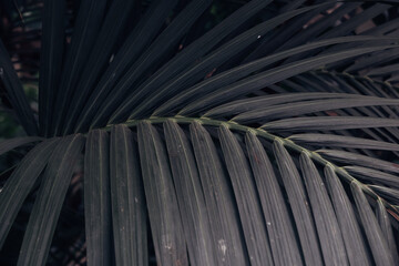 A leafy plant with a dark green color