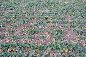 A field of green plants with some brown spots