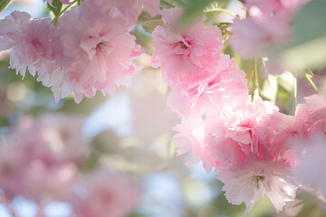 Japanese Sakura tree blossom, flower with pink petals blooming in spring fabulous green garden, mysterious fairy tale springtime floral dreamy background with cherry bloom, beautiful nature landscape.