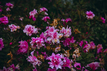 Pink azalea flowers blooming densely in winter park garden in Wuhan