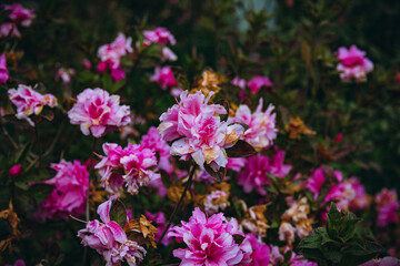 Vibrant pink azalea blossoms covering shrubs in winter park landscape