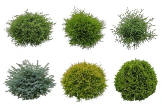 Set of green evergreen shrubs isolated on white background