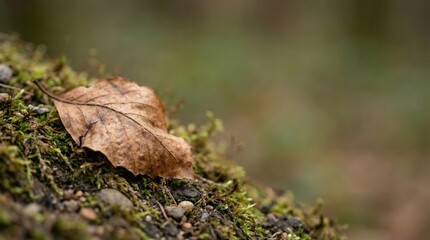 &ldquo;Single Natural Object on Earth Surface with Copy Space&rdquo;