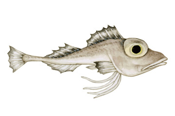 トリカジカ カジカ　深海魚 深海生物　水彩 イラスト