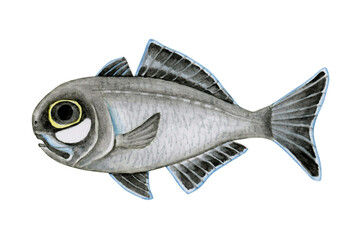 ヒカリキンメダイ フラッシュライトフィッシュ　深海魚 深海生物　水彩 イラスト