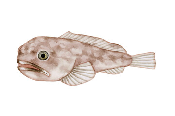 ボウズカジカ カジカ　深海魚 深海生物　水彩 イラスト