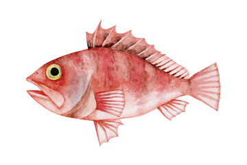 ユメカサゴ カサゴ　深海魚 深海生物　水彩 イラスト