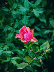 Close-Up of a Pink Rose Blooming Outdoors in Winter, Wuhan China