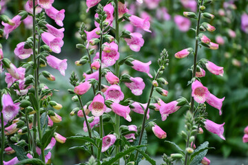 ジギタリス　Foxglove © maaagram