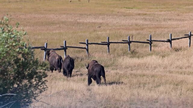 Bison move along a wooden fence line in an open dry grass field under a clear sky.