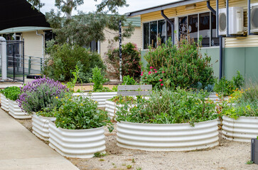 Raised metal garden beds with plants and flowers in an outdoor learning area at an Australian primary school yard. Environmental education, school gardening program and nurturing campus environment. © Doublelee