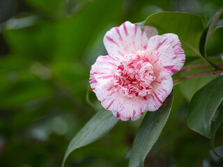 珍しい唐子咲きの椿