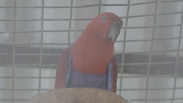 Female Eclectus Parrot with Bright Red Feathers S log 3 10bit 422