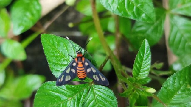 Amata huebneri moth insect resting on leaf, showing distinctive wing patterns and tropical insect beauty in natural environment.