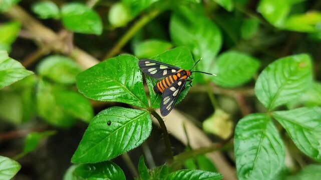 Amata huebneri moth insect resting on leaf, showing distinctive wing patterns and tropical insect beauty in natural environment.
