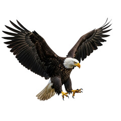 Obraz premium Majestic bald eagle in flight with outstretched wings isolated on transparent background