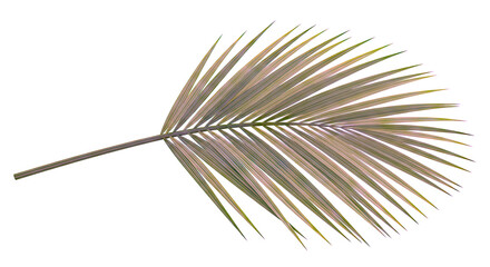 Obraz premium Green Palm Frond