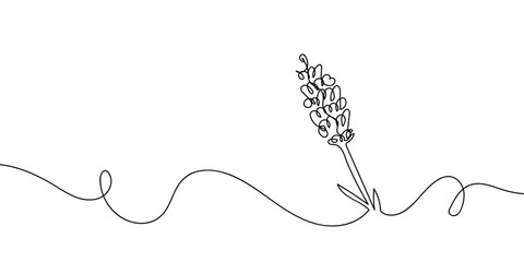 Continuous line drawing of lavender flowers. single line vector illustration Editable stroke. © Proongnee