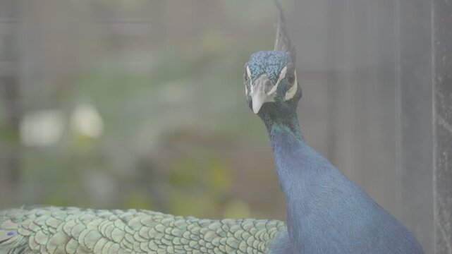 Beautiful Peacock Head Close Up S log 3 10bit 422