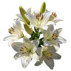 Fototapeta premium White Lily Bouquet: A stunning bouquet of pristine white lilies, exuding elegance and purity, arranged beautifully against a backdrop of delicate green foliage.