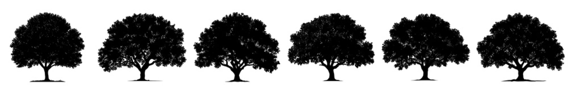 Set of broadleaf tree silhouettes isolated on transparent background