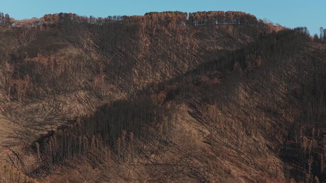 Bushfire wildfire burnt landscape in Australia victorian high country