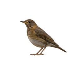 Obraz premium Bird Serenity: A delicate bird stands in profile, its feathers a symphony of earthy tones, exuding a sense of peace and natural grace.