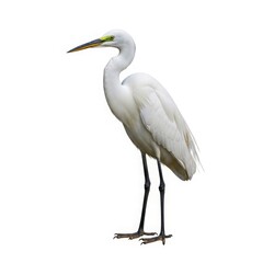 Obraz premium Graceful Egret Profile: A pristine egret stands in elegant profile, showcasing its stark white plumage, long neck, and slender legs. capturing its regal poise and natural beauty.