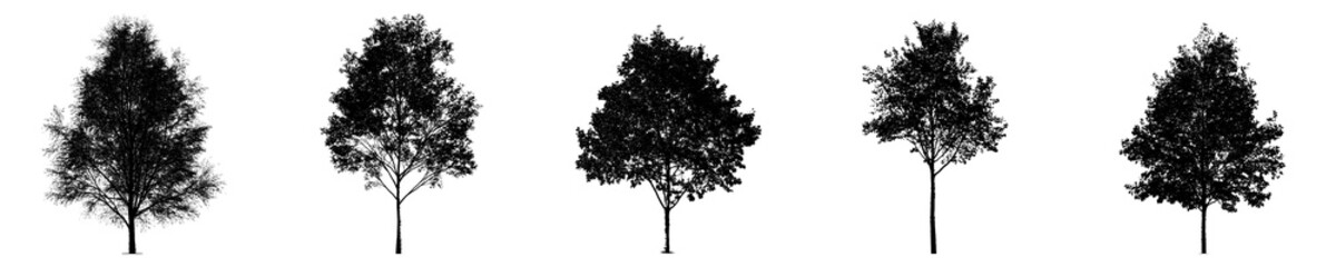 Set of tall slender tree silhouettes isolated on transparent background