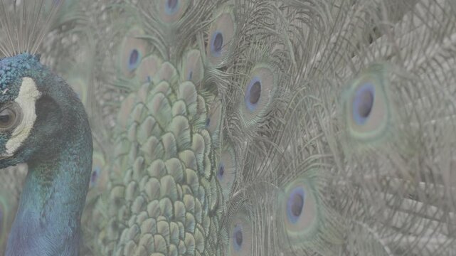 Close Up Detail of Peacock Tail Feathers in Full Display S log 3 10bit 422
