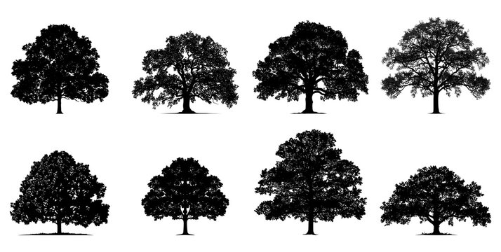 Set of mixed deciduous tree silhouettes isolated on transparent background