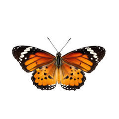 Obraz premium Vibrant orange butterfly with black and white spots isolated on transparent background