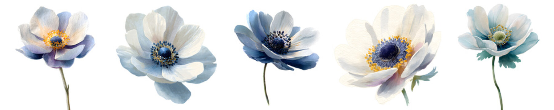 Set of watercolor anemone flowers isolated on transparent background
