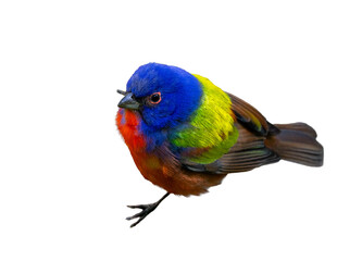 Obraz premium A painted bunting (Passerina ciris) cropped from my original photo taken in south Florida. Transparent PNG photo asset for your graphic projects. 