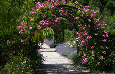 ピンクのバラのアーチの向こうに紫の花が咲き明るくなっている