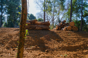 森の伐採