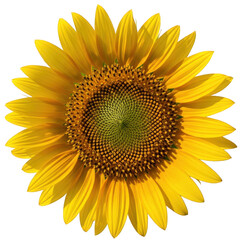Vibrant sunflower close-up with bright yellow petals isolated on transparent background