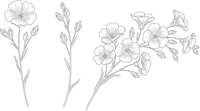 Detailed Botanical Line Art Illustration of Flax Flowers and Buds on White Background