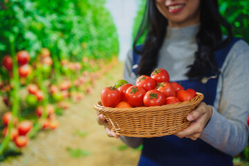 Smiling Asian female farmer using a laptop inside a greenhouse, managing tomato cultivation through smart farming technology, monitoring environmental data, improving agricultural , sustainability