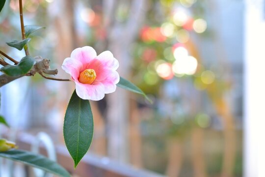 ピンクの椿の花