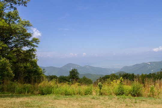 roadside view of blue ridge mountains and a clear blue sky with native grasses and plants growing on the side of the street