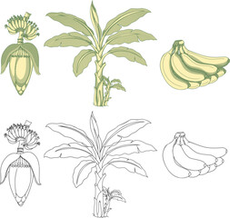 Vintage botanical etching set of banana tree, blossom, and fruit bunch.Perfect for organic food branding, tropical themed packaging, and vintage botanical posters.