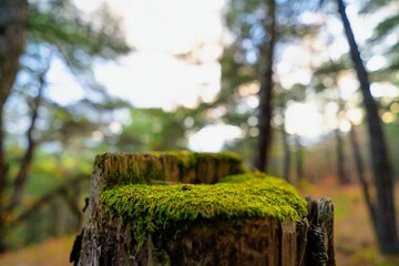 Mossy table in the countryside 