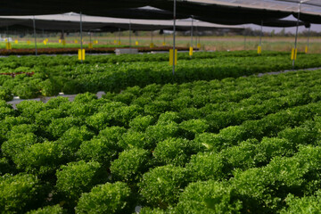 Green lettuce farm field under shade net agriculture with organic vegetable crop cultivation and sunlight creating fresh healthy food feeling © Srinard