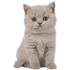 British Shorthair cat kitten on transparent background
