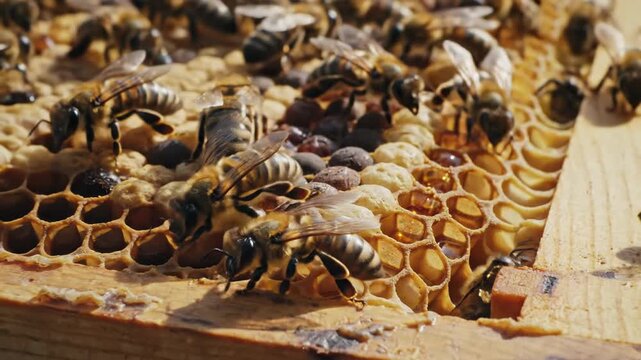 Close-up of honey bees working on a honeycomb, collecting nectar and pollen